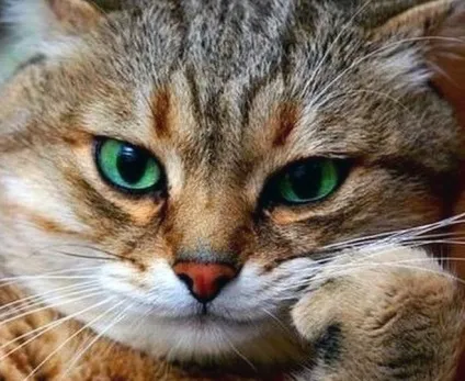 Чи можна годувати кота педигри (кормом для собак) (годувати) Чи можна годувати кота педигри (кормом для собак)