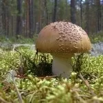 Мухомор види, опис, місця проживання і властивості гриба (опис) Мухомор види, опис, місця проживання і властивості гриба