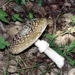 Мухомор види, опис, місця проживання і властивості гриба (види) Мухомор види, опис, місця проживання і властивості гриба