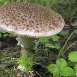 Мухомор види, опис, місця проживання і властивості гриба (мухомор опис картинки гриб корисний види червоний пантерний смердючий поганковідний білий сіро-рожевий) Мухомор види, опис, місця проживання і властивості гриба