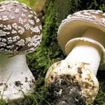 Мухомор види, опис, місця проживання і властивості гриба (мухомор) Мухомор види, опис, місця проживання і властивості гриба