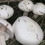 Мухомор види, опис, місця проживання і властивості гриба (місця) Мухомор види, опис, місця проживання і властивості гриба