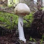 Мухомор види, опис, місця проживання і властивості гриба (мухомор опис картинки гриб корисний види червоний пантерний смердючий поганковідний білий сіро-рожевий) Мухомор види, опис, місця проживання і властивості гриба