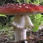 Мухомор види, опис, місця проживання і властивості гриба (мухомор) Мухомор види, опис, місця проживання і властивості гриба