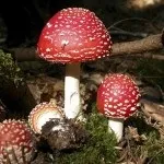 Мухомор види, опис, місця проживання і властивості гриба (мухомор опис картинки гриб корисний види червоний пантерний смердючий поганковідний білий сіро-рожевий) Мухомор види, опис, місця проживання і властивості гриба