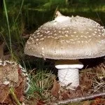Мухомор види, опис, місця проживання і властивості гриба (опис) Мухомор види, опис, місця проживання і властивості гриба