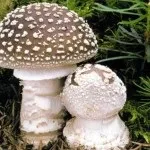 Мухомор види, опис, місця проживання і властивості гриба (мухомор) Мухомор види, опис, місця проживання і властивості гриба