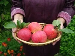 Чи можна зняти неушкодженими яблука з верхівки яблуні і з успіхом щоденник користувача хорошава (зняти) Чи можна зняти неушкодженими яблука з верхівки яблуні і з успіхом щоденник користувача хорошава