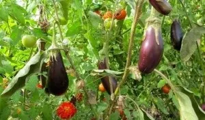 Чи можна садити баклажани поруч з перцем (перцем) Чи можна садити баклажани поруч з перцем