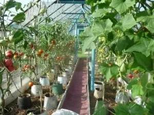 Чи можна садити баклажани поруч з перцем (баклажани) Чи можна садити баклажани поруч з перцем