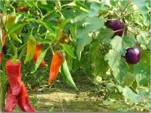 Чи можна садити баклажани поруч з перцем (баклажани) Чи можна садити баклажани поруч з перцем