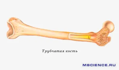 Чи можна собаці давати курячі кістки (давати) Чи можна собаці давати курячі кістки