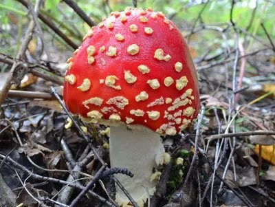 Чи можна собакам гриби