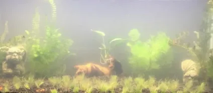 Каламутна вода в акваріумі що робити і як боротися (робити) Каламутна вода в акваріумі що робити і як боротися