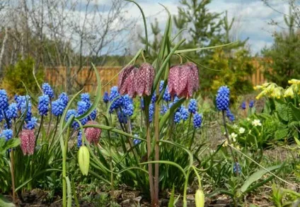 Мускари посадка і догляд, види і сорти, фото (види мускари) Мускари посадка і догляд, види і сорти, фото