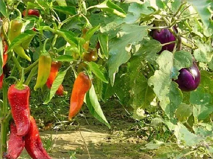 Чи можна садити перець поруч з баклажанами на дачі посадка, вирощування (поруч) Чи можна садити перець поруч з баклажанами на дачі посадка, вирощування