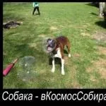 Награвся, нагулявся, мама поклала уві сні я злякався! Треба ма (нагулявся) Награвся, нагулявся, мама поклала уві сні я злякався! треба ма
