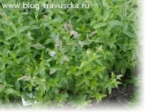 М'ята і меліса відмінності і вплив на організм (організм) М'ята і меліса відмінності і вплив на організм