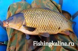 На що ловити сазана або коропа - насадки, підгодовування (складі привад підгодовувань) На що ловити сазана або коропа - насадки, підгодовування