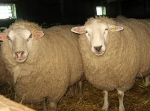 М'ясні, молочні і вовняні породи овець вага баранів, їх продуктивність і плодючість (продуктивність) М'ясні, молочні і вовняні породи овець вага баранів, їх продуктивність і плодючість