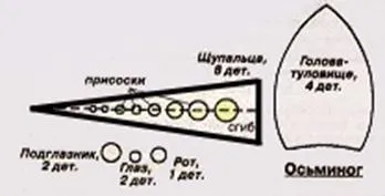 М'яка іграшка восьминіг - як зшити, світ захоплень (зшити) М'яка іграшка восьминіг - як зшити, світ захоплень