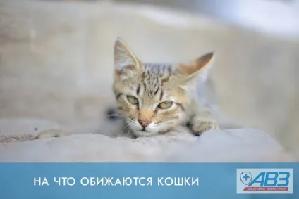 На що ображаються кішки