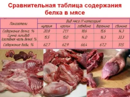 М'ясо нутрії користь і шкода (породи) М'ясо нутрії користь і шкода