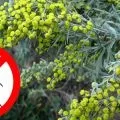 Народні засоби від клопів в квартирі, як позбутися від клопів народними засобами в домашніх (народні) Народні засоби від клопів в квартирі, як позбутися від клопів народними засобами в домашніх