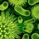 Народні засоби для лікування гострого тонзиліту що і як застосовувати, болить горло (кошти) Народні засоби для лікування гострого тонзиліту що і як застосовувати, болить горло