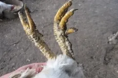 Нарости у курей на лапах чому вони виникають що робити і як лікувати (фото) (на лапах) Нарости у курей на лапах чому вони виникають що робити і як лікувати (фото)
