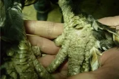 Нарости у курей на лапах чому вони виникають що робити і як лікувати (фото) (хвороба призводить некрозу) Нарости у курей на лапах чому вони виникають що робити і як лікувати (фото)
