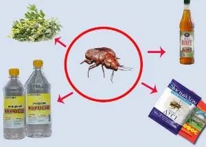 Народні засоби від клопів в квартирі, як позбутися від клопів народними засобами в домашніх (позбутися) Народні засоби від клопів в квартирі, як позбутися від клопів народними засобами в домашніх