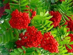 Народні засоби від цукрового діабету як швидко знизити цукор (народні) Народні засоби від цукрового діабету як швидко знизити цукор