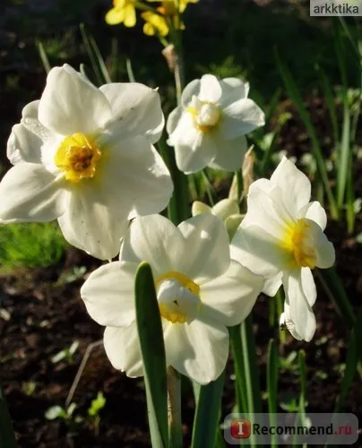 Нарцис (narcissus) - «моя колекція нарцисів (narcissus) Нарцис (narcissus) - «моя колекція нарцисів