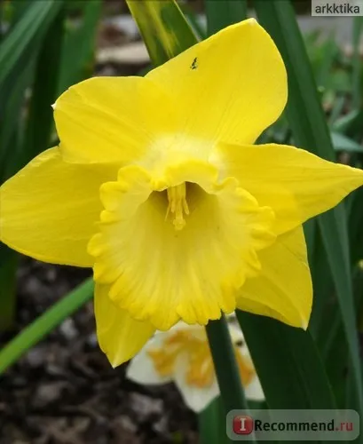 Нарцис (narcissus) - «моя колекція нарцисів (нарцис) Нарцис (narcissus) - «моя колекція нарцисів