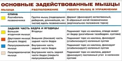 Нахили вперед зі штангою, good morning вправу, кістка широка (good) Нахили вперед зі штангою, good morning вправу, кістка широка