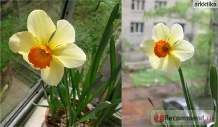 Нарцис (narcissus) - «моя колекція нарцисів (нарцис) Нарцис (narcissus) - «моя колекція нарцисів