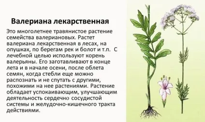 Народні засоби від головного болю для дорослих, дітей, вагітних (болі) Народні засоби від головного болю для дорослих, дітей, вагітних