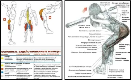 Нахили зі штангою на плечах (штангою) Нахили зі штангою на плечах