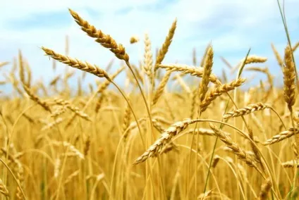 Народний календар свят і прийме на серпень (день починається збирання) Народний календар свят і прийме на серпень