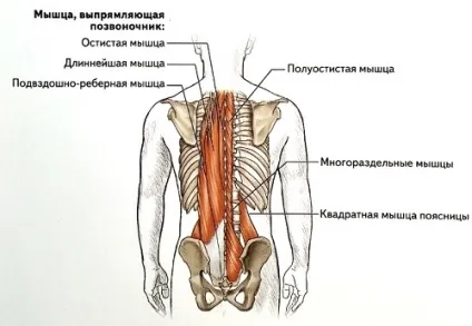 Нахили вперед зі штангою, good morning вправу, кістка широка (штангою) Нахили вперед зі штангою, good morning вправу, кістка широка