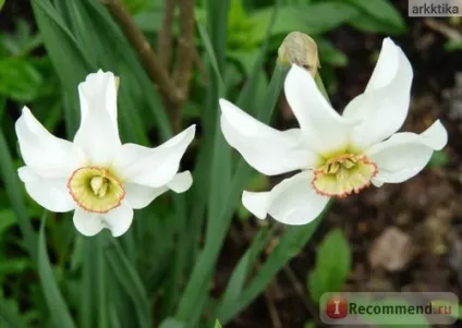 Нарцис (narcissus) - «моя колекція нарцисів (нарцис) Нарцис (narcissus) - «моя колекція нарцисів