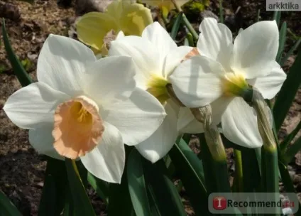 Нарцис (narcissus) - «моя колекція нарцисів (narcissus) Нарцис (narcissus) - «моя колекція нарцисів