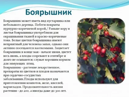Народні засоби від головного болю для дорослих, дітей, вагітних (головний) Народні засоби від головного болю для дорослих, дітей, вагітних