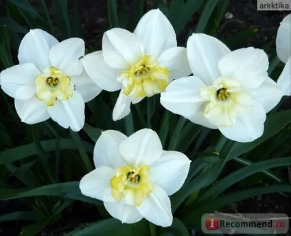 Нарцис (narcissus) - «моя колекція нарцисів (narcissus) Нарцис (narcissus) - «моя колекція нарцисів