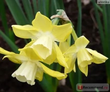 Нарцис (narcissus) - «моя колекція нарцисів (narcissus) Нарцис (narcissus) - «моя колекція нарцисів