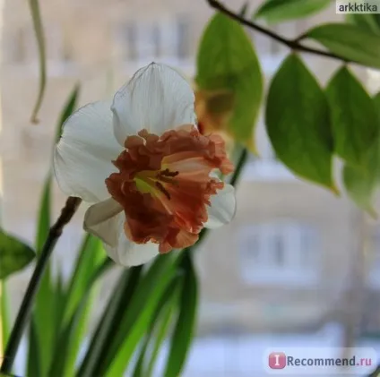 Нарцис (narcissus) - «моя колекція нарцисів (нарцисів) Нарцис (narcissus) - «моя колекція нарцисів