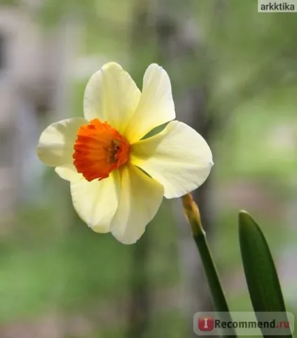 Нарцис (narcissus) - «моя колекція нарцисів (narcissus) Нарцис (narcissus) - «моя колекція нарцисів