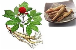 Настоянка женьшеню рецепти і приготування (рецепти) Настоянка женьшеню рецепти і приготування