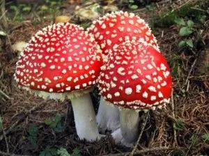 Настоянка мухомора при онкології раку, рак - лікування і профілактика (онкології) Настоянка мухомора при онкології раку, рак - лікування і профілактика